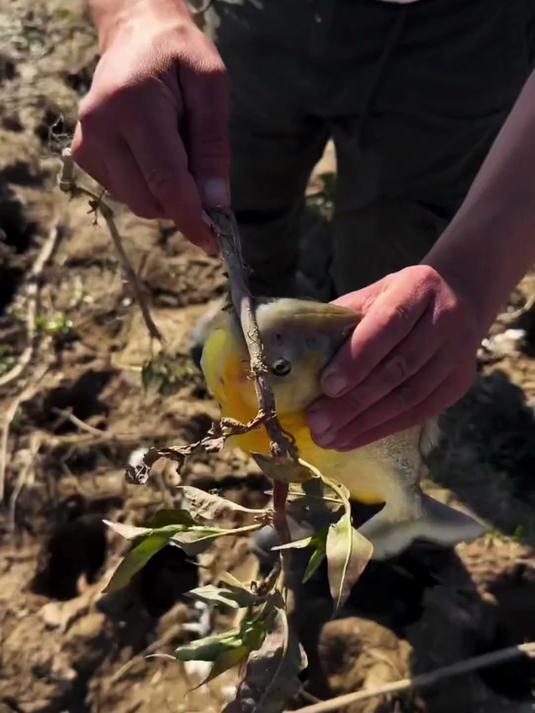 食人鱼的牙齿为什么会这么锋利