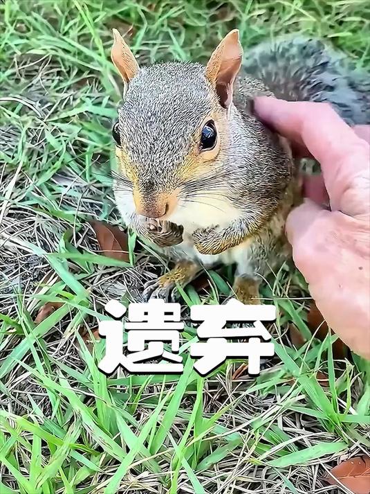 女孩捡回一濒死小肉球,养大后身份惊呆全网,猫妈妈的举动更暖心