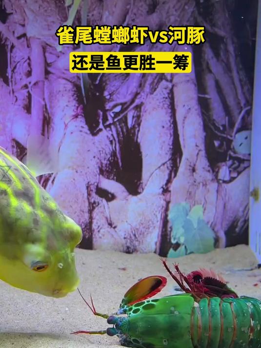 雀尾螳螂虾vs河豚 还是鱼更胜一筹