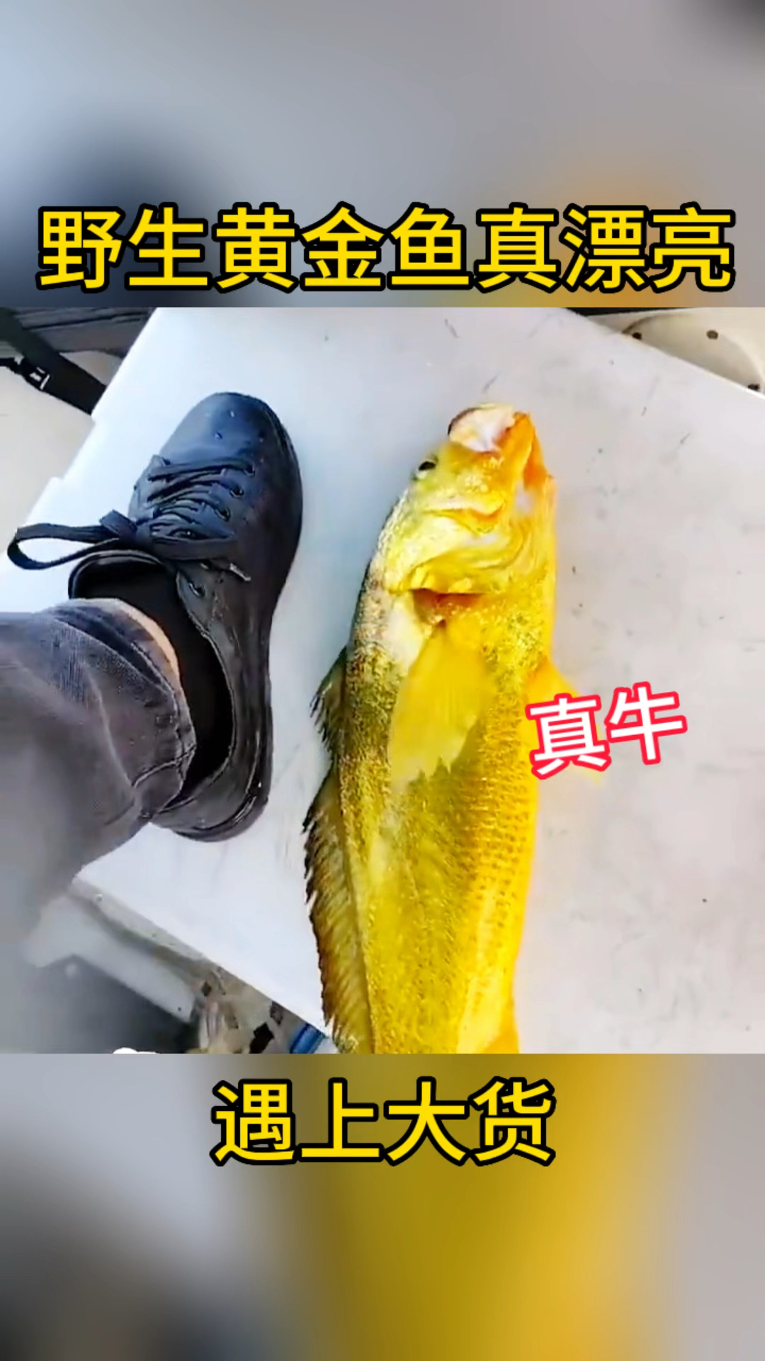 钓上大货,野生黄金鱼太漂亮了
