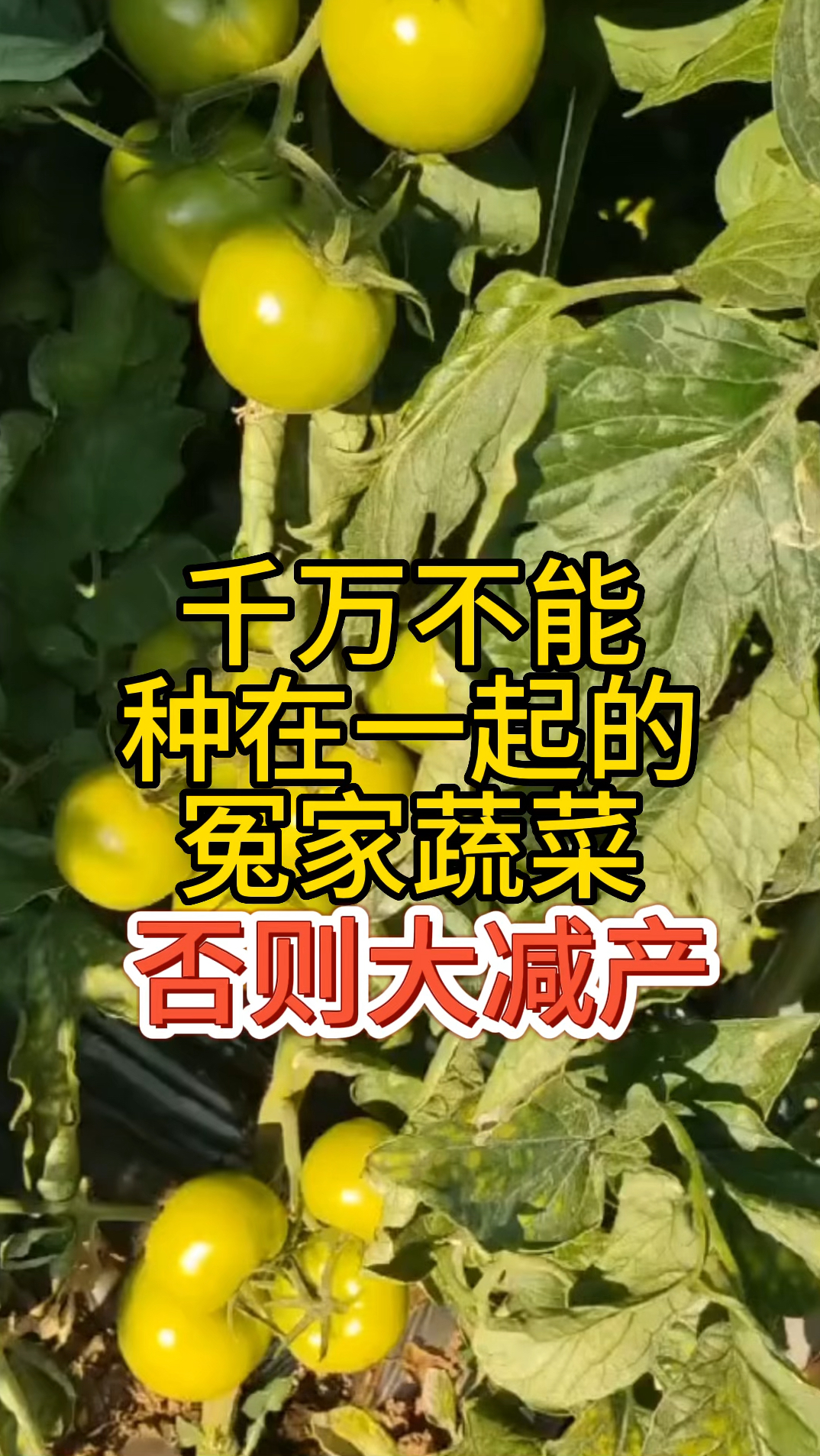 千万不能种在一起的冤家蔬菜否则大减产