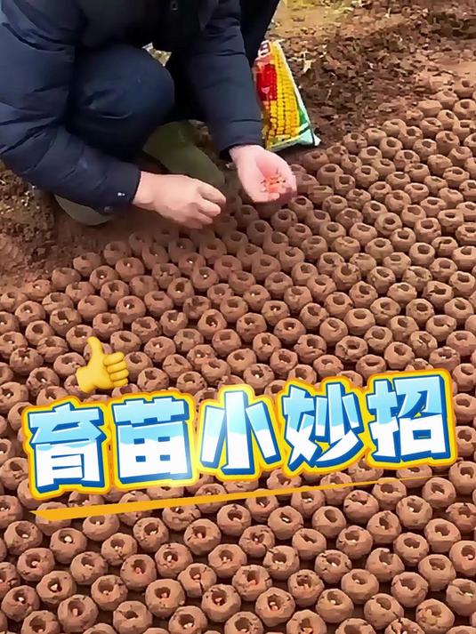 育苗小妙招 #抖音助农# #蔬菜种植# #记录农村生活日常# #科普# #新农人计划##优