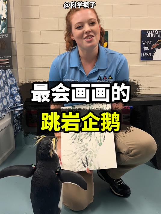 最擅长画画的跳岩企鹅,堪称企鹅界的达芬奇