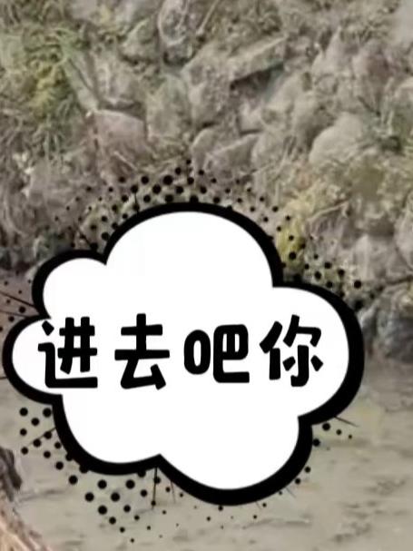 这才是完整童年，3岁萌娃在田里快乐抓鱼，别管脏不脏快乐就行