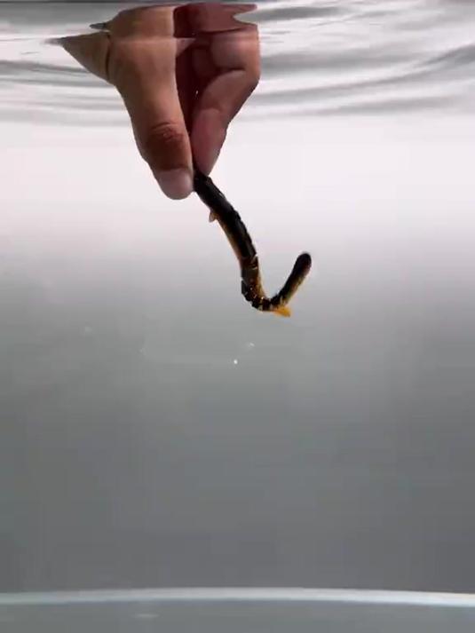 专攻鲈鱼假饵,25新款路亚软饵,淡水海水两用,效果赛过活泥鳅