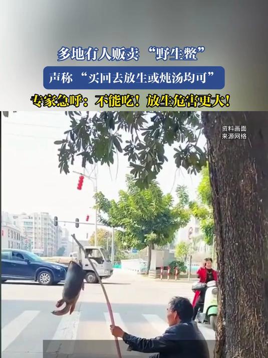 多地有人贩卖“野生鳖”,专家急呼:不能吃!放生危害更大!