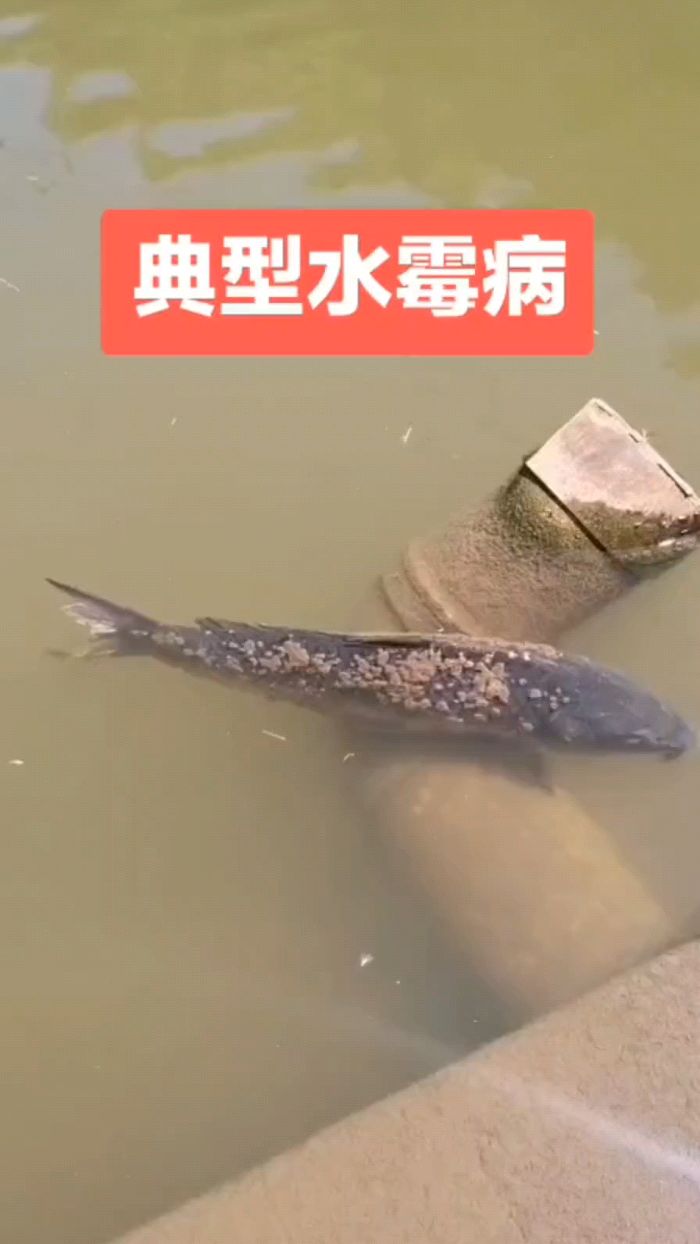 看,鱼塘典型水霉病