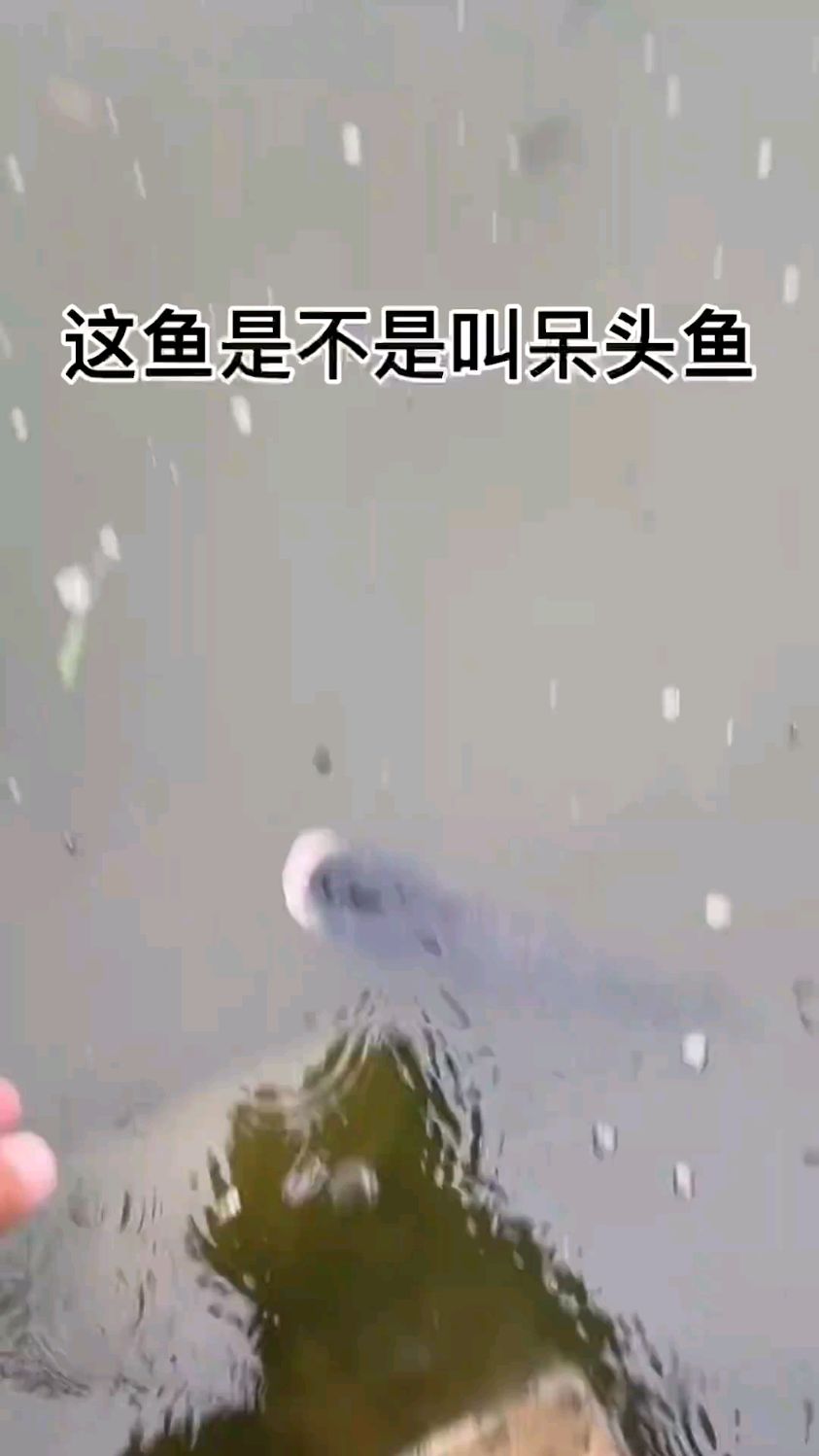 这鱼是不是叫呆头鱼。