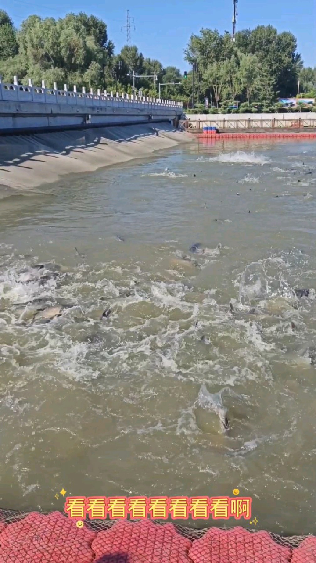 查干湖胖头鱼群回游