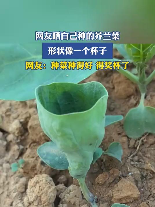 网友晒自己种的芥兰菜,形状像杯子,网友:种菜种得好得奖杯了