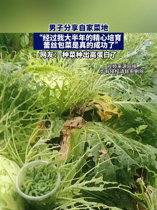 男子分享自家菜地,“经我半年精心培育,蕾丝包菜是真的成功了”