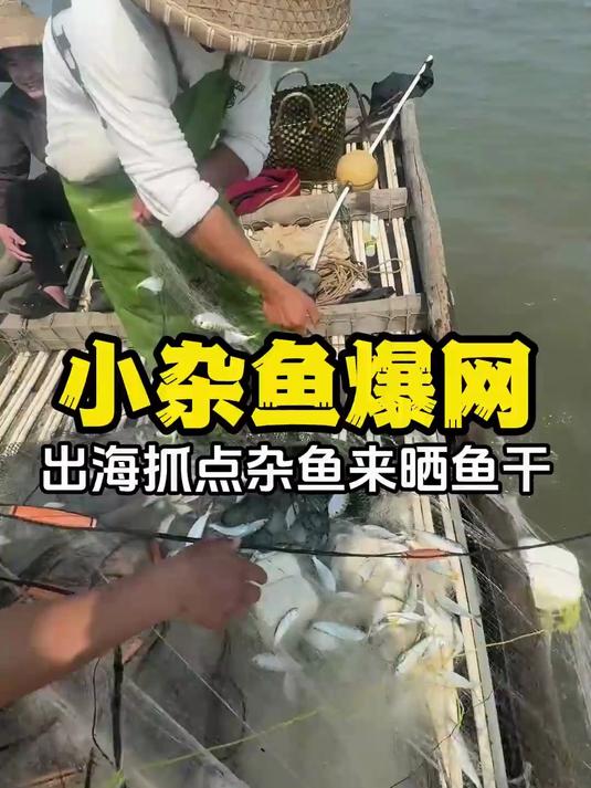 出海抓点小杂鱼回来晒鱼干,结果爆网了