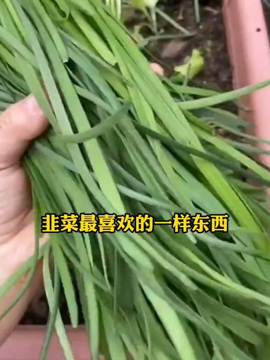 韭菜种植大户都在用的神器——生根壮苗,让韭菜茁壮成长!