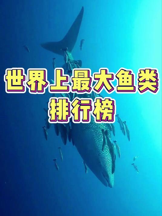世界上最大鱼类排行榜