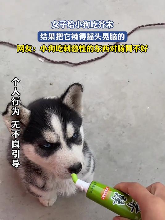 女子给小狗吃芥末，结果把它辣得摇头晃脑的