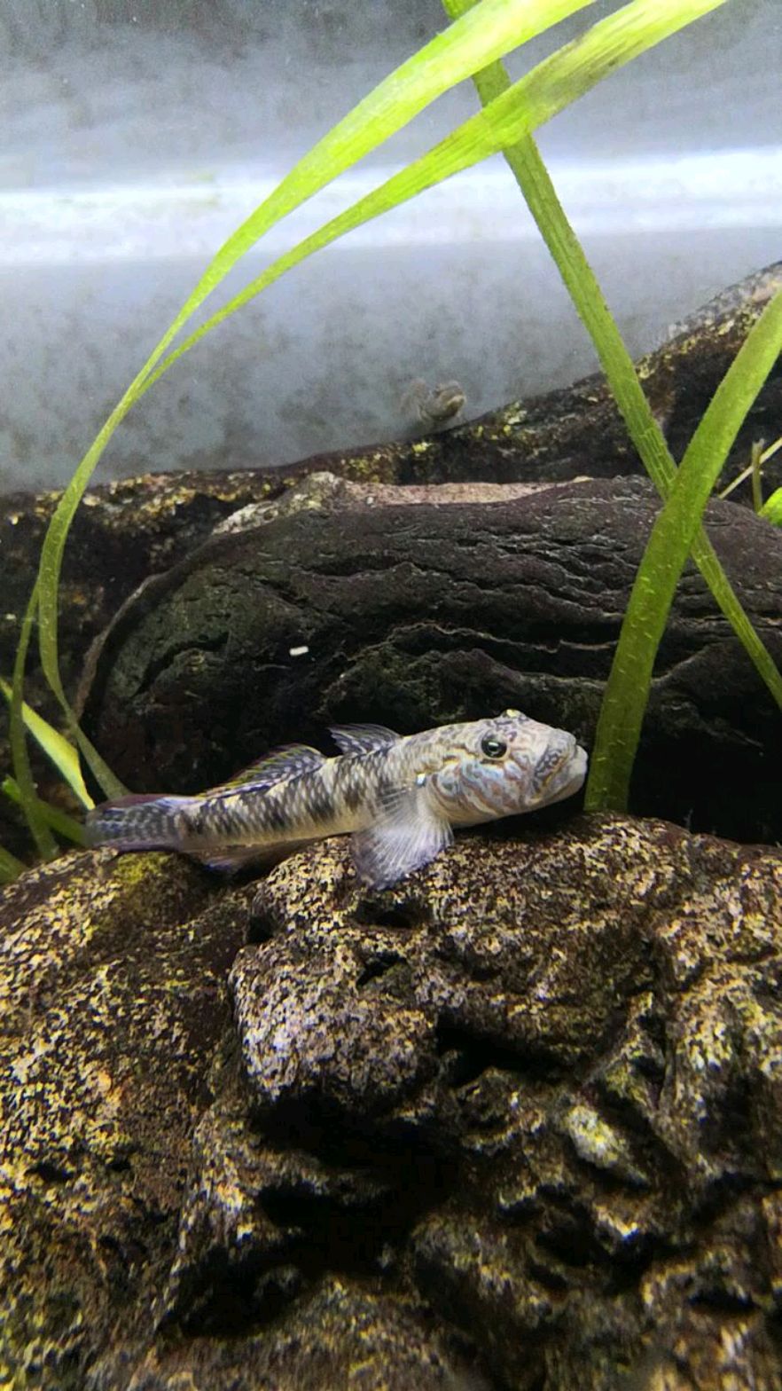 子陵吻虾虎小胖得了厌食症