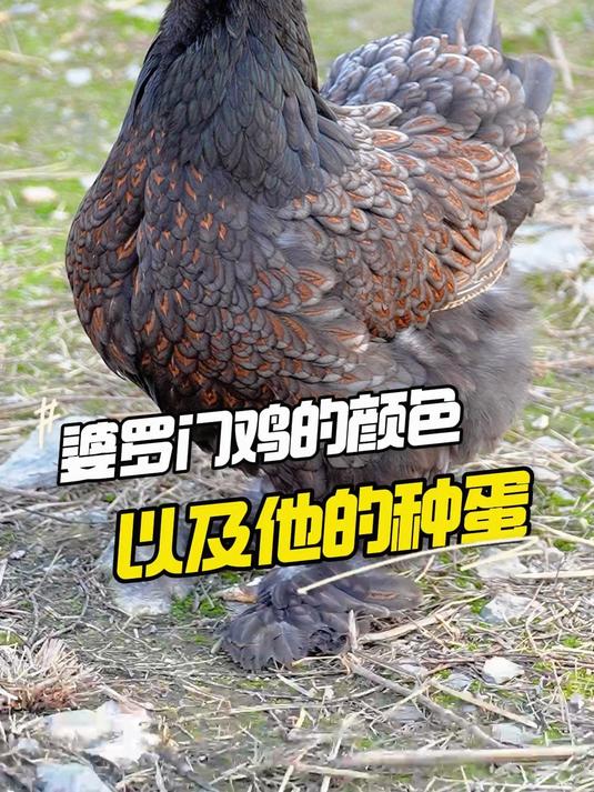 婆罗门鸡的颜色 跟他的种蛋#婆罗门鸡##宇哥观赏鸡# #观赏鸡#
