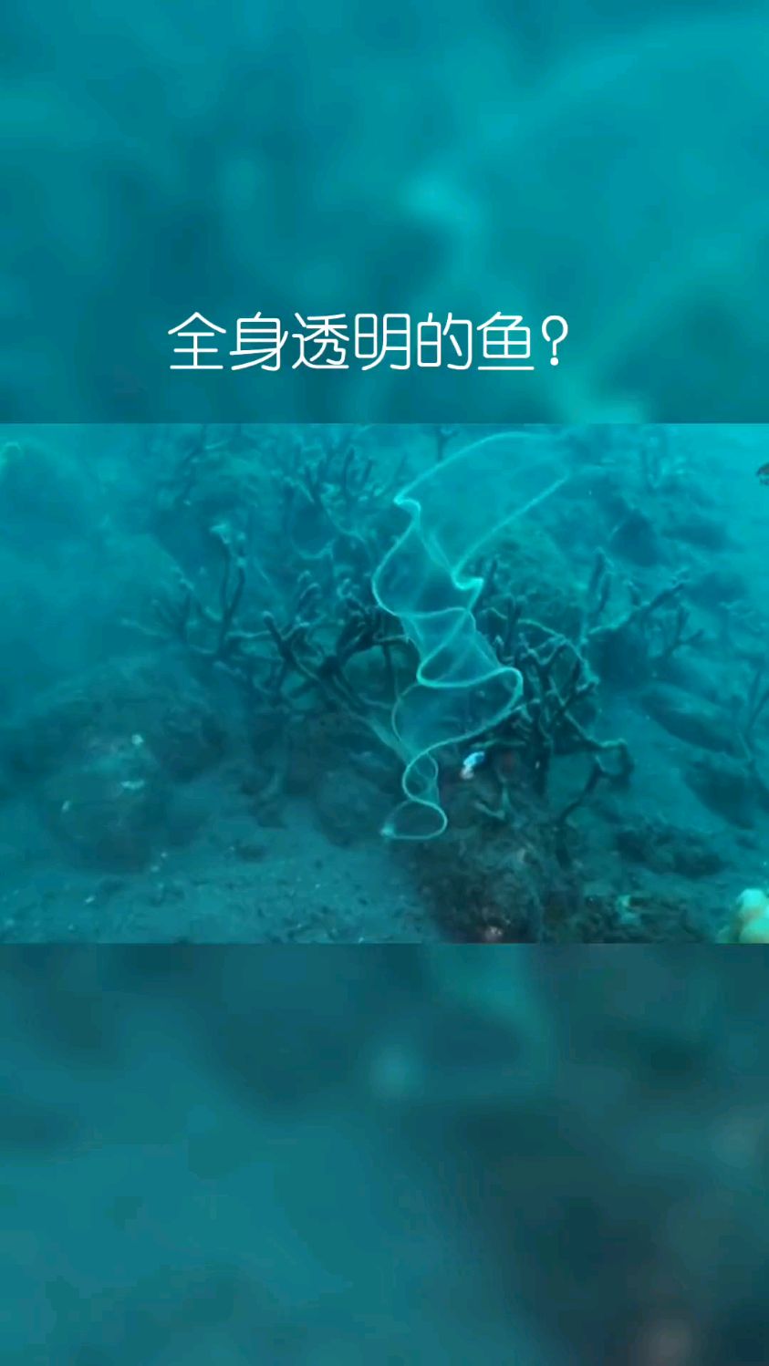 ”柳叶鳗“是鳗鱼生长发育过程中的特殊形态,这时候的鳗鱼全身透明