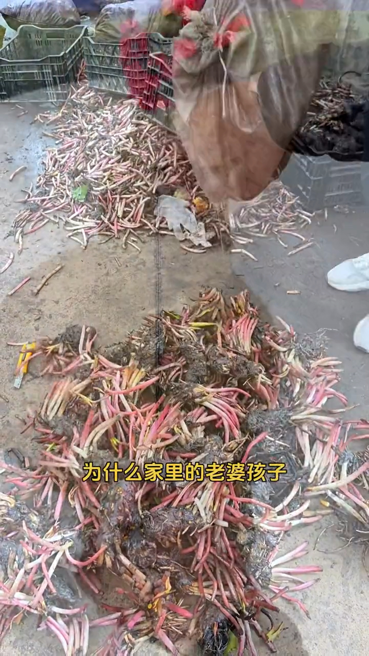 #睡莲 开花非常好看,一年四季常青,非常好养,有水就能存活#花卉绿植 #水培植物