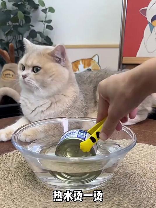 ——鲭鱼和鸡肉搭配,猫咪爱吃同时还能补充鱼油