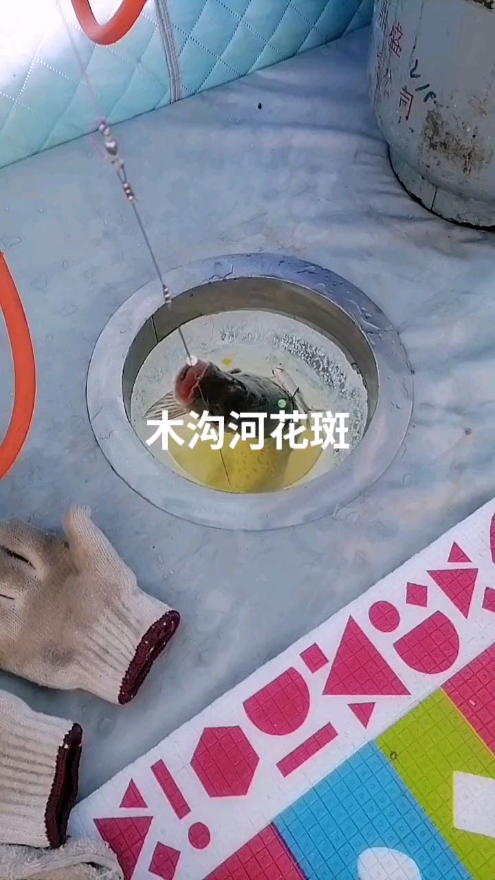 东北冰上钓花斑狗鱼