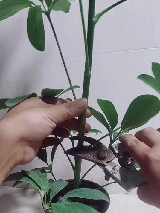 鸭掌木枝条的扦插方法,操作简单,生根快