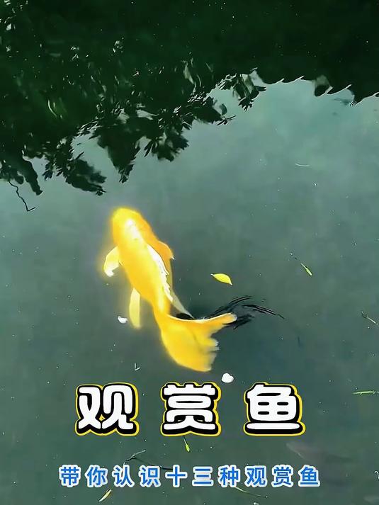 带你认识十三种观赏鱼