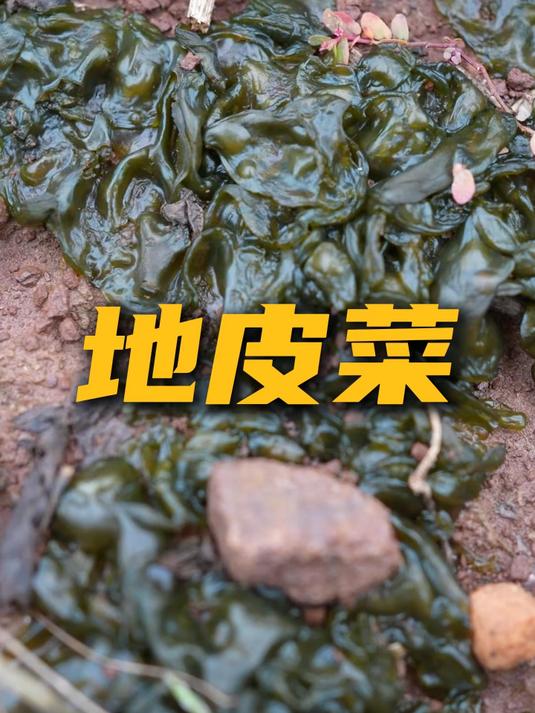 雨后的山上藏着人间美味去山上捡了不少地皮菜回来