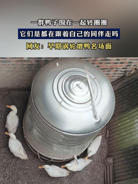 一群鸭子围在一起转圈圈，它们是都在跟着自己的同伴走吗