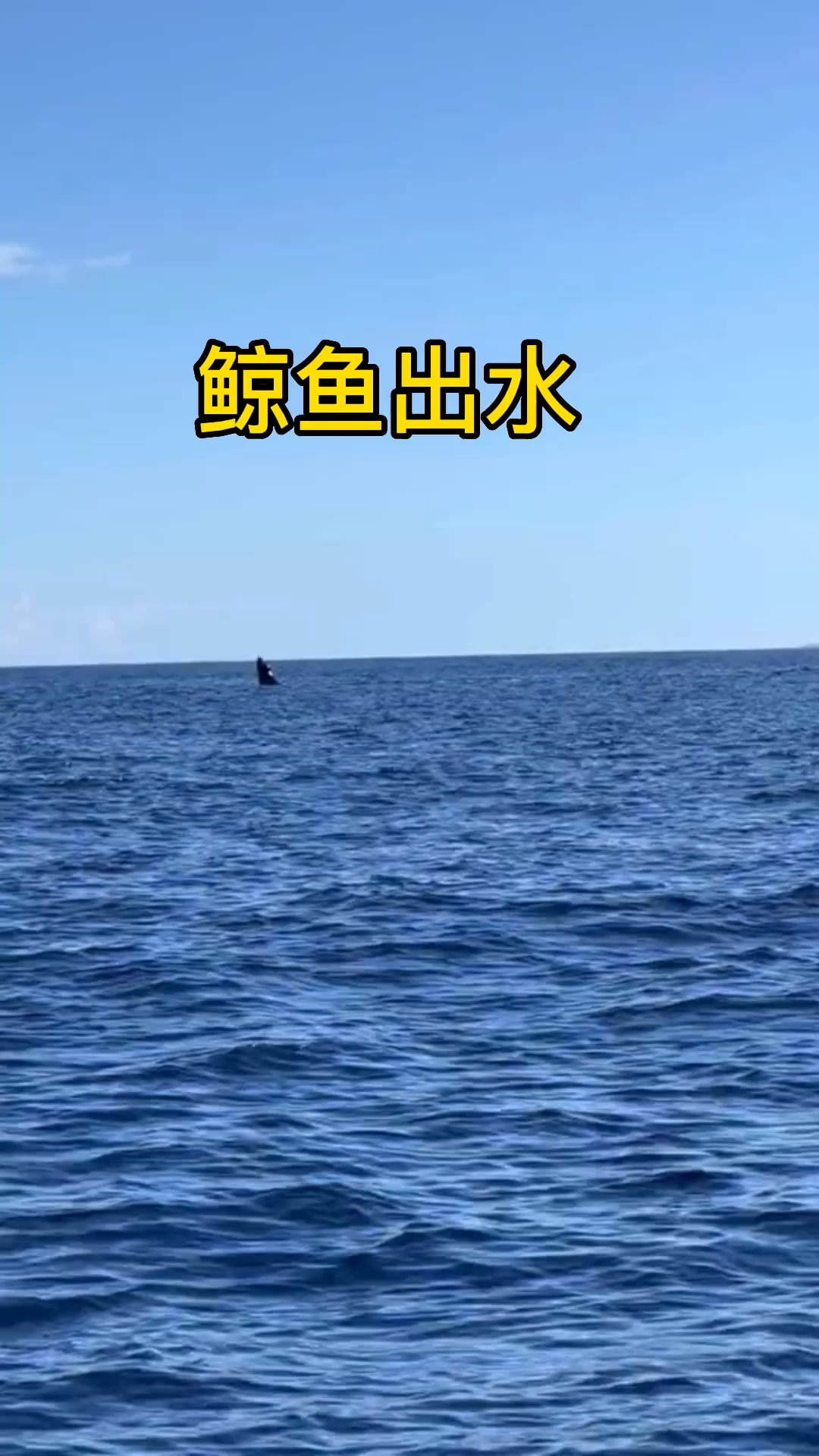 鲸鱼出水瞬间