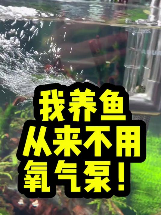 你敢信！我养鱼从来不用氧气泵