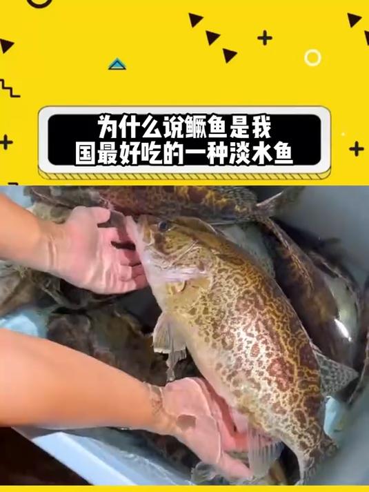 为什么说鳜鱼是我国最好吃的一种淡水鱼