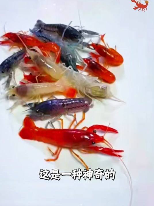 五彩鳌虾:鱼缸清洁小能手 神奇观赏虾你见过吗