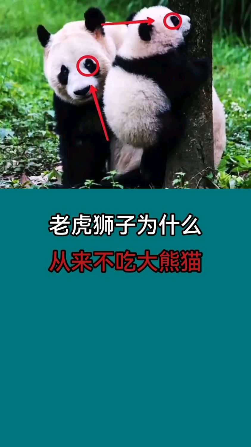 老虎狮子为什么,从来不吃大熊猫