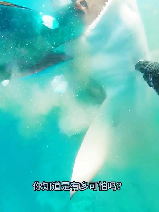 在海里捕鱼,遇到鲨鱼抢鱼是有多可怕?差点手不保