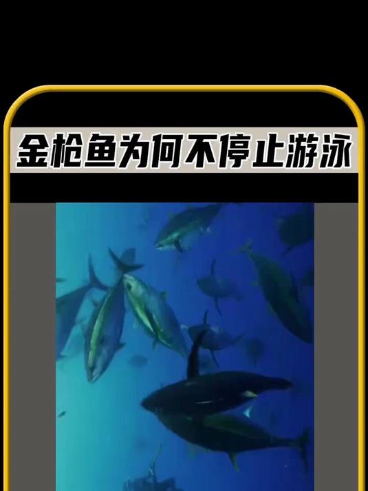 你知道为什么金枪鱼，不会停止游泳吗