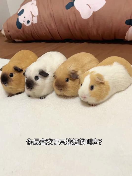 你最喜欢哪只猪妞的叫声?#萌宠#