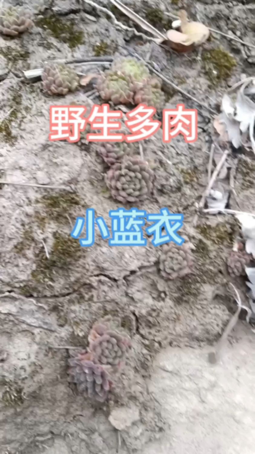 野生多肉植物,名字叫小蓝衣,喜欢多肉可以养起来#大自然的馈赠 #你的家乡有这种植物吗