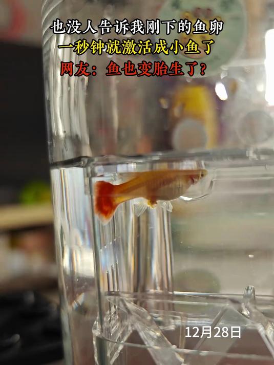也没人告诉我刚下的鱼卵,一秒钟就激活成小鱼了