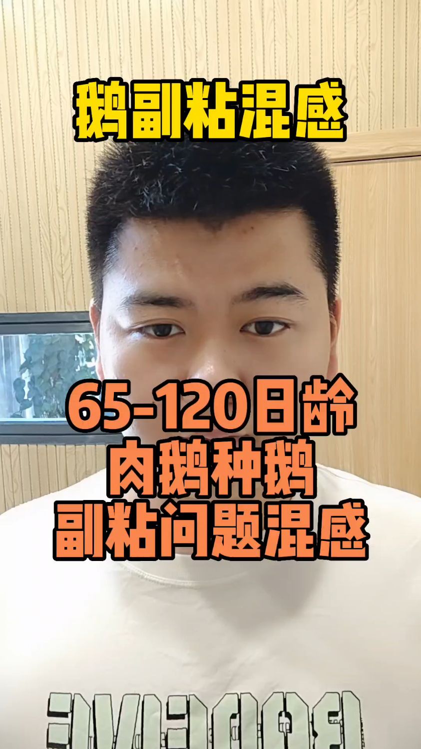 鹅副粘病毒症状引起鹅副粘病毒的原因小鹅副粘病毒是怎么引起的鹅嘴一直甩粘液怎么回事