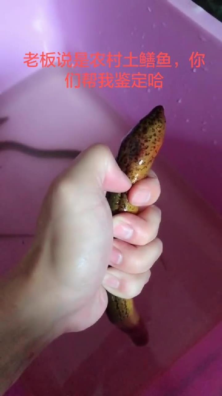 泡椒鳝鱼,自家做法,专业大厨多包涵