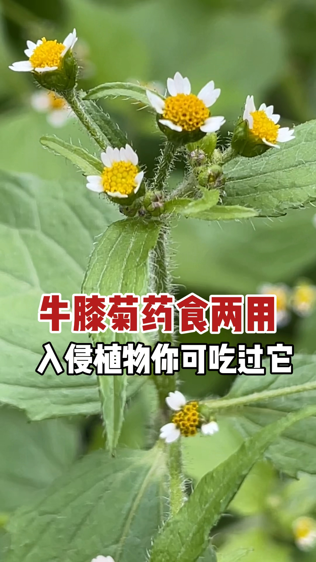 农村随处可见植物:牛膝菊,别名辣子草,嫩叶可食全草有特殊味道,没想到价值珍贵