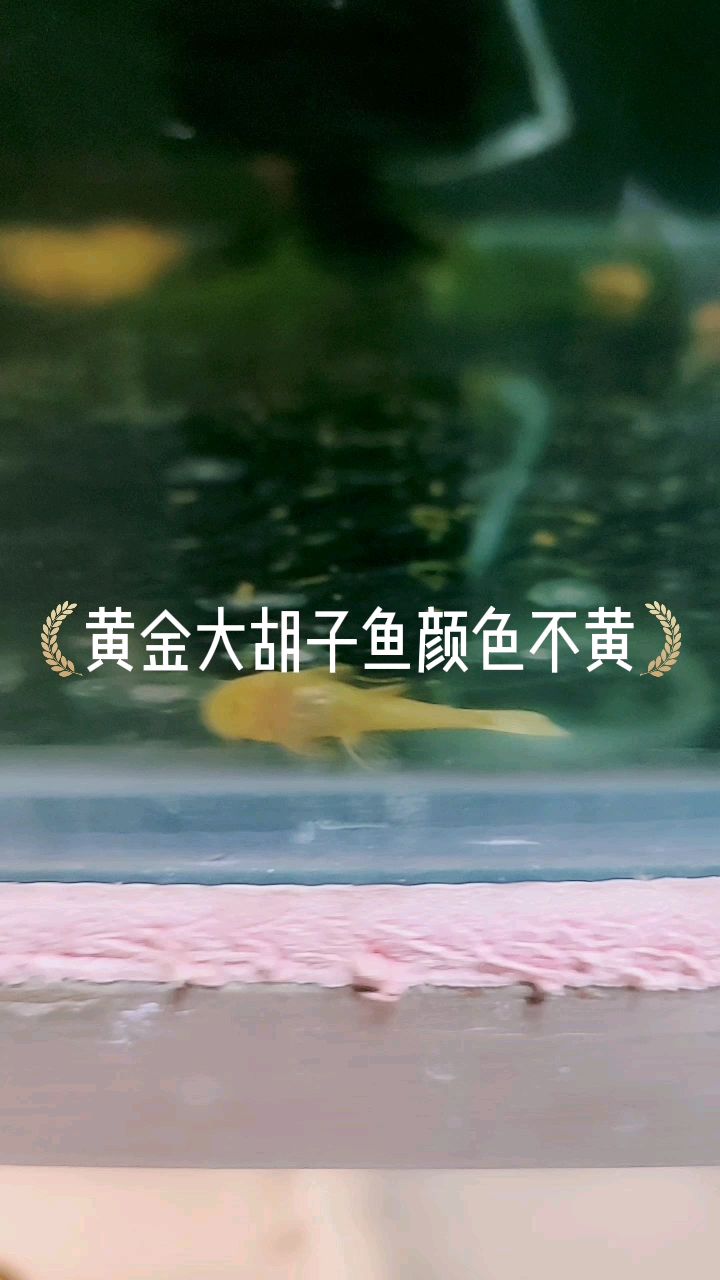 异形黄金胡子鱼颜色不黄怎么办?