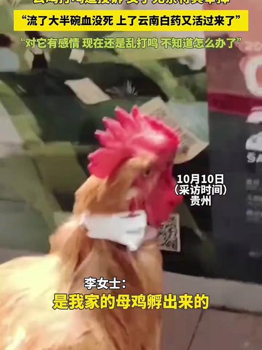 公鸡打鸣遭投诉,女子无奈将其宰掉,“流了大半碗血没死 上了云南自药又活过来了”