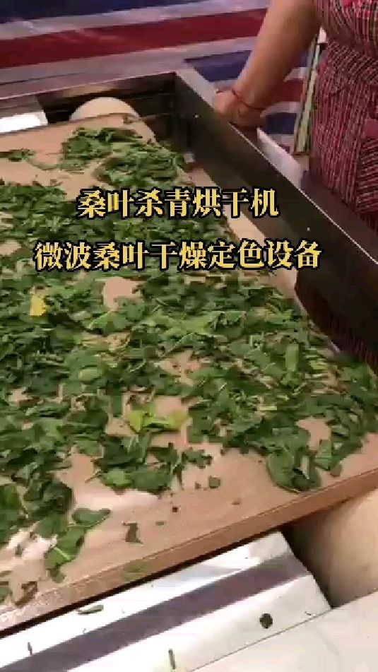 桑叶杀青机微波桑叶干燥定色设备