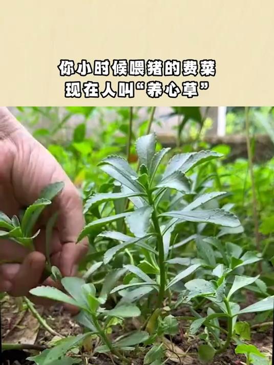 你小时候喂猪的费菜,现在人叫“养心草”