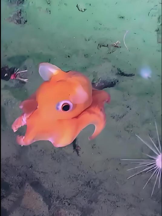 海底世界的小可爱 深海“小飞象”