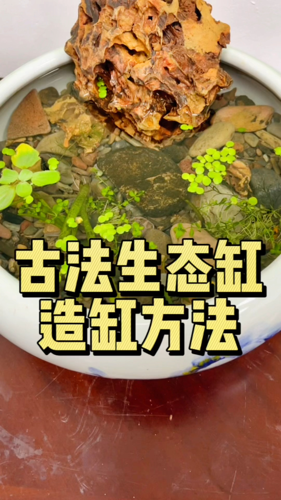 分享个不用过滤,不用打氧的古法生态缸造缸方法,#水族#古法生态缸 #养鱼日记