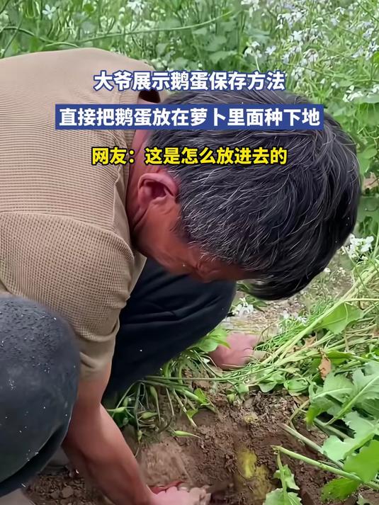 大爷展示鹅蛋保存方法,直接把鹅蛋放在萝卜里面种下地
