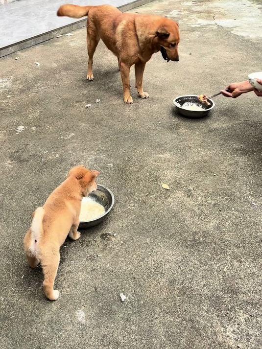 大黄担心孩子吃鸡爪会卡喉咙